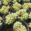 Sedum Carviar