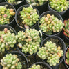 Sedum Carviar