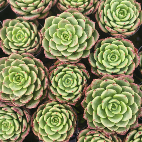 cache bella succulent Echeveria Bella Donna – LET LOVE GROW (Succulent & Cactus)