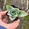 Echeveria Subrigida 'Fire and Ice'