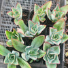 Echeveria Subrigida 'Fire and Ice'