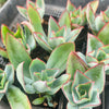 Echeveria Subrigida 'Fire and Ice'