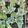 Echeveria Subrigida 'Fire and Ice'