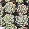 Graptoveria 'Bubble Bomb'