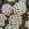 Graptoveria 'Bubble Bomb'