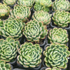 Echeveria Strawberry Ice