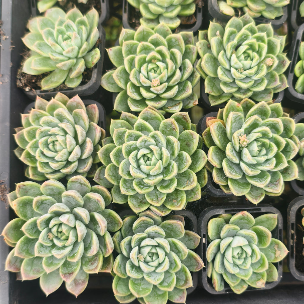 Echeveria 'Galaxy'