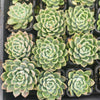 Echeveria 'Galaxy'