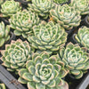 Echeveria 'Galaxy'