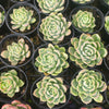 Echeveria 'Galaxy'