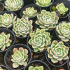 Echeveria 'Galaxy'