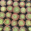 Echeveria 'Love Heart'