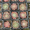 Echeveria Luna Rossa