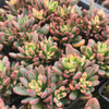 Echeveria Manaudes Variegata