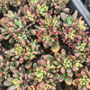 Echeveria Manaudes Variegata