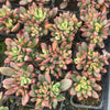 Echeveria Manaudes Variegata
