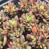 Echeveria Manaudes Variegata