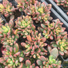 Echeveria Manaudes Variegata