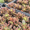 Echeveria Manaudes Variegata