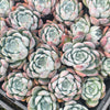 Echeveria Iceberg