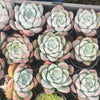 Echeveria Iceberg