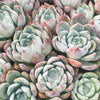 Echeveria Iceberg