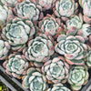 Echeveria Iceberg