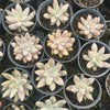 Echeveria 'Tolimanensis'
