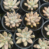 Echeveria 'Tolimanensis'