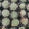 Echeveria 'Hepburn'