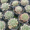 Echeveria 'Hepburn'