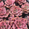 Graptoveria Mrs Richards Variegated