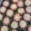 Echeveria colorata f. lindsayana