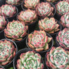 Echeveria colorata f. lindsayana