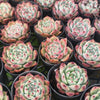 Echeveria colorata f. lindsayana