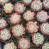 Echeveria colorata f. lindsayana
