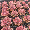 Graptoveria Mrs Richards Variegated