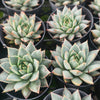 Echeveria purpusorum (Grey Form)