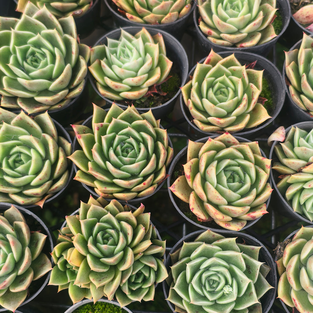 Echeveria 'Emerald Rose'
