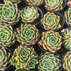 Echeveria 'Emerald Rose'
