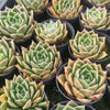 Echeveria 'Emerald Rose'