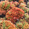 Echeveria 'Green smile' f. cristata
