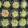 Echeveria 'Black Rose'