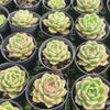 Echeveria 'Black Rose'