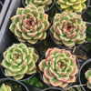 Echeveria 'Black Rose'