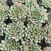 Echeveria Gusto