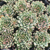 Echeveria Gusto