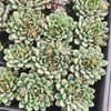 Echeveria Gusto