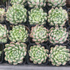 Echeveria White Line
