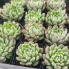 Echeveria White Line